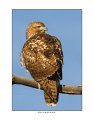 2558 red-tailed hawk